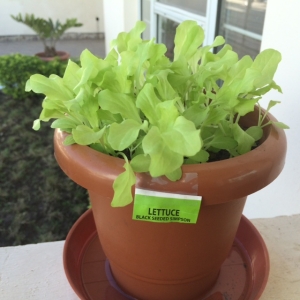 lettuce2